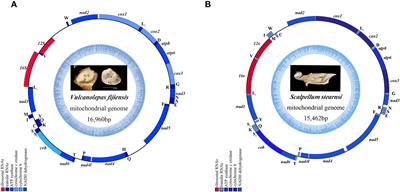 Comparative omics analysis of a new deep-sea barnacle species (Cirripedia, Scalpellomorpha) and shallow-water barnacle species provides insights into deep-sea adaptation